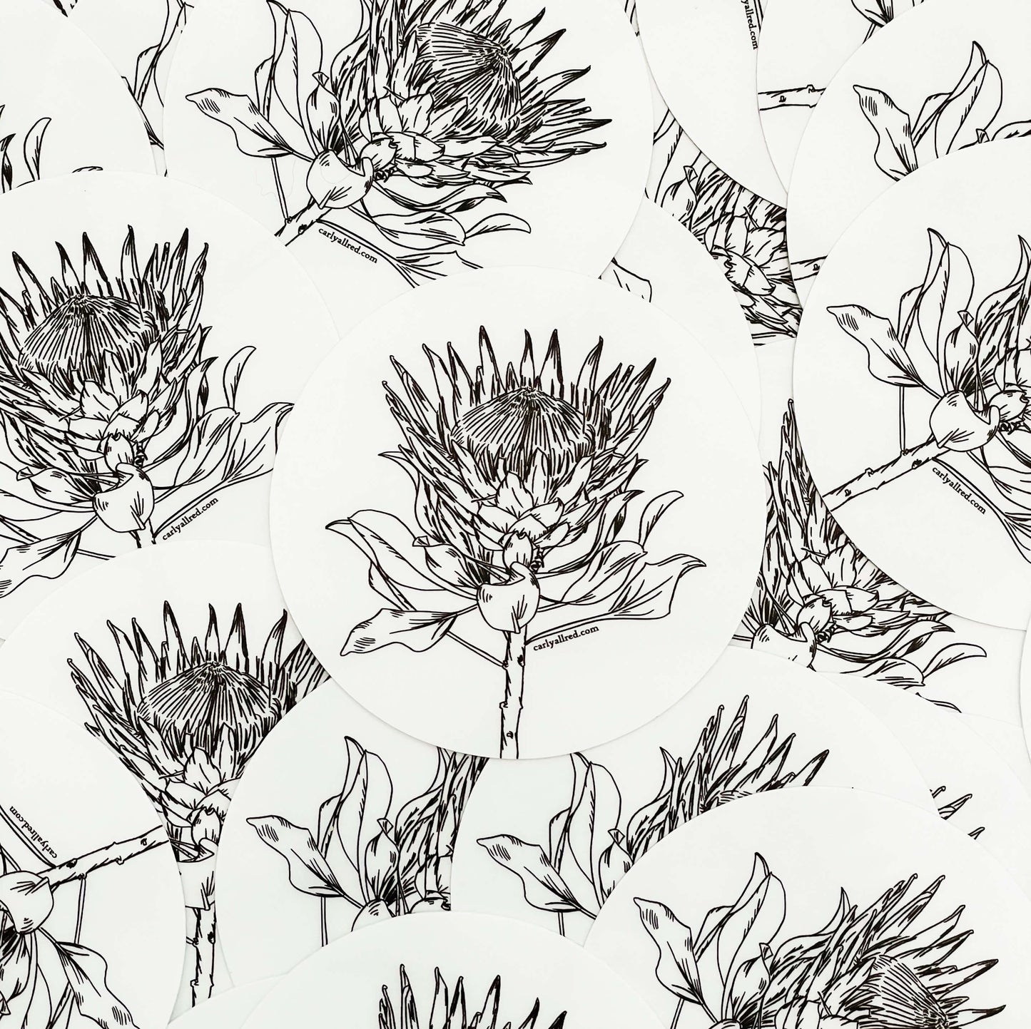 Transparent Protea Vinyl Sticker