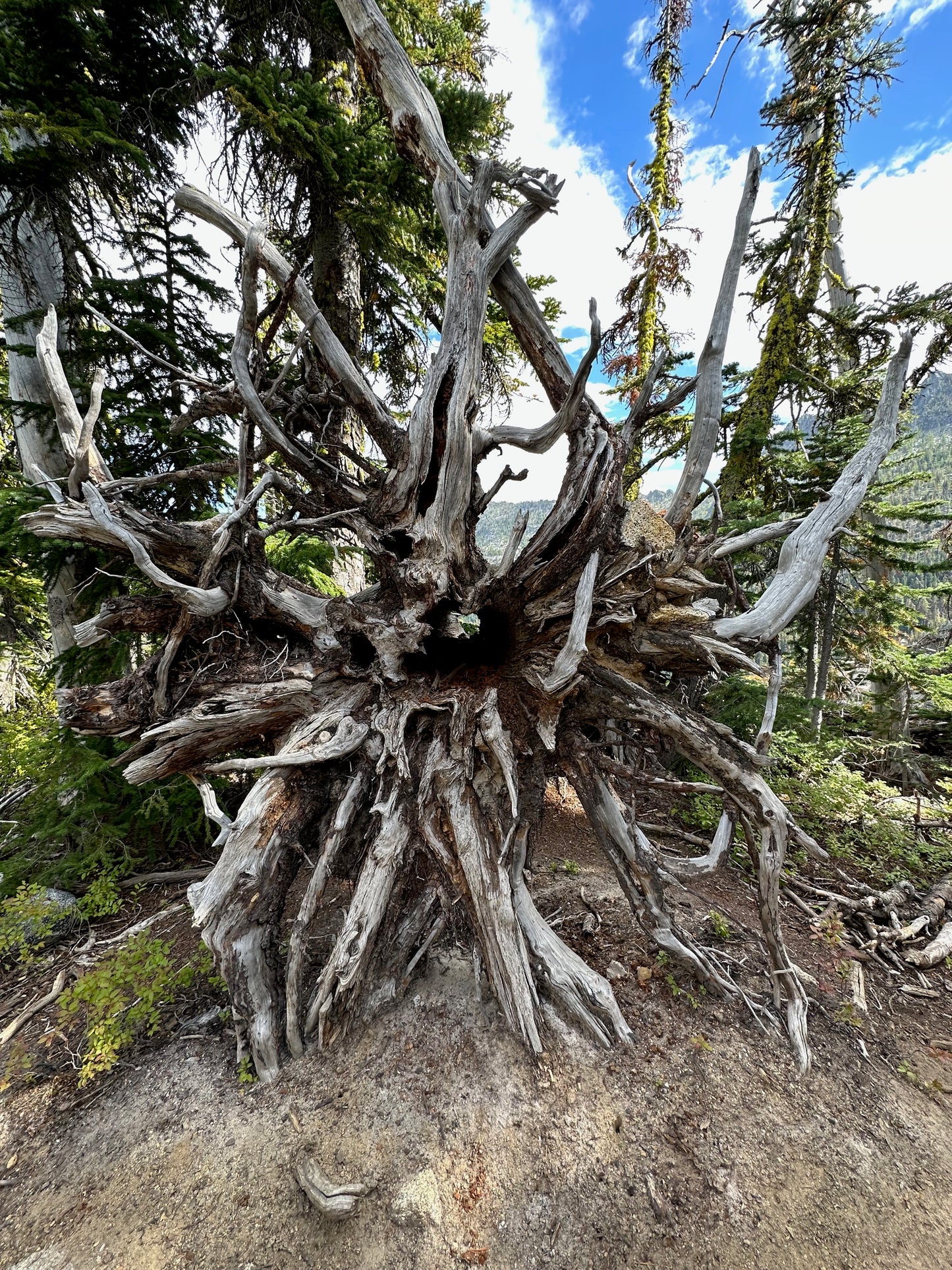 EMERGE - Reclaiming the Vision of Eve - an 8-week journey & adventure